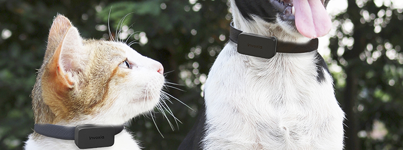 Presentan un dispositivo GPS que monitoriza la salud de perros y gatos