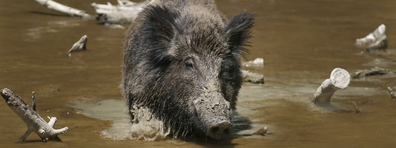 La peste porcina africana avanza por Hungría con un caso en jabalíes