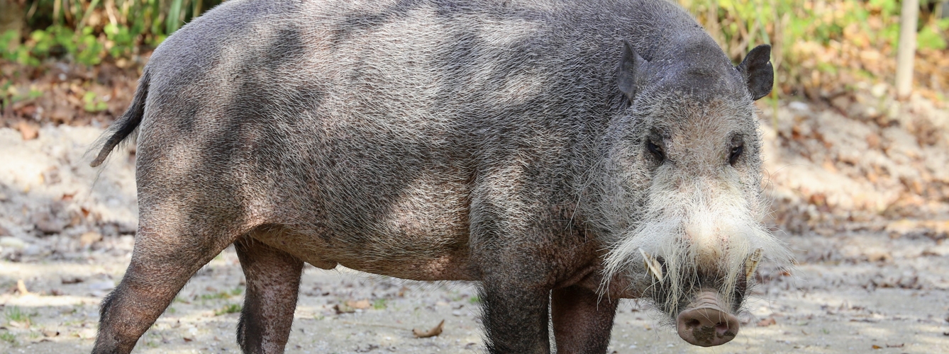 Algunos animales como el cerdo barbudo están en peligro por la peste porcina africana.