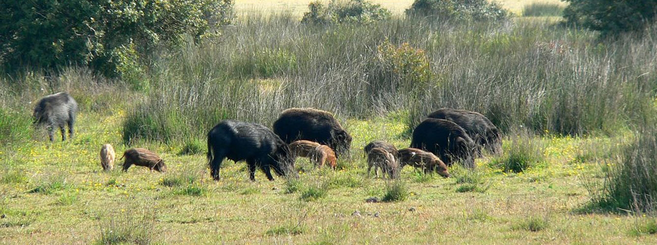 El 46,7% de los jabalíes del Parque Nacional de Doñana tiene anticuerpos frente al virus de la hepatitis E.