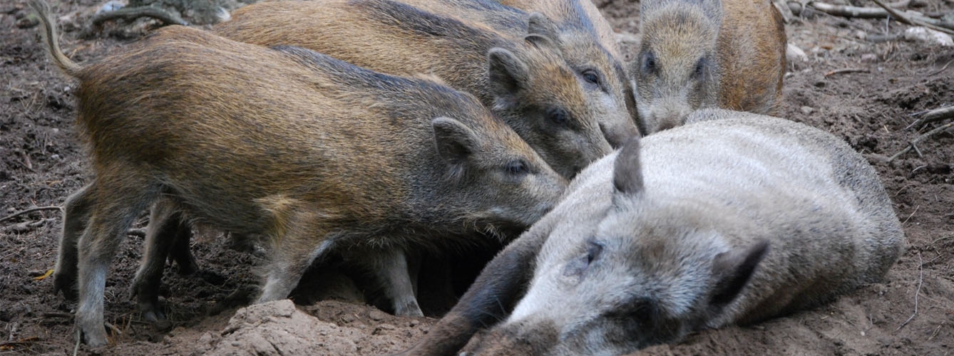 Los focos de peste porcina africana se multiplican en jabalíes