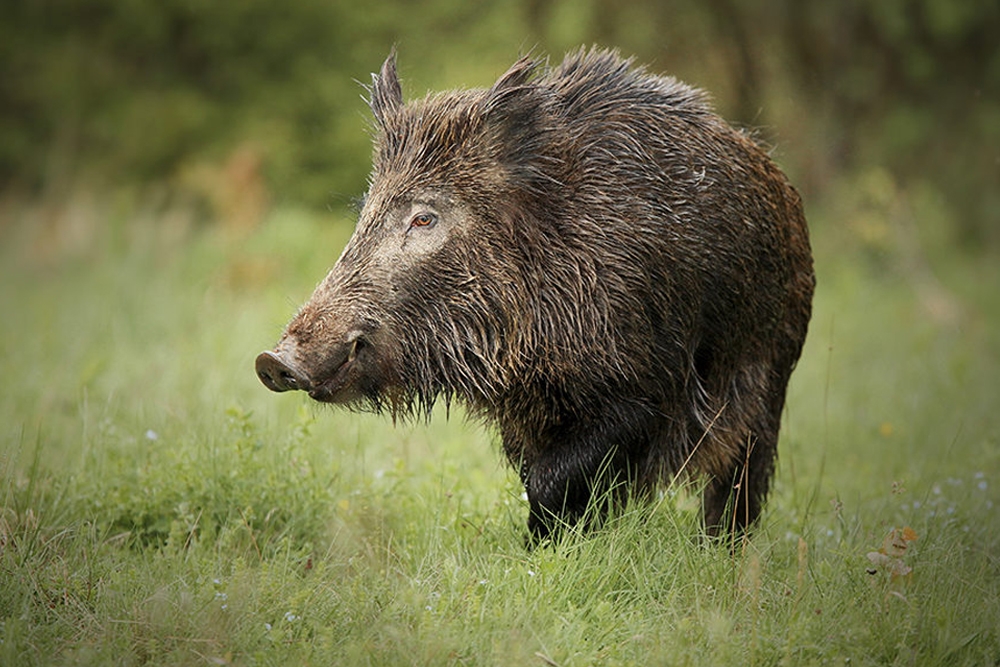 La peste porcina africana en jabalíes se notificó un 40% menos en la Unión Europea en 2022.
