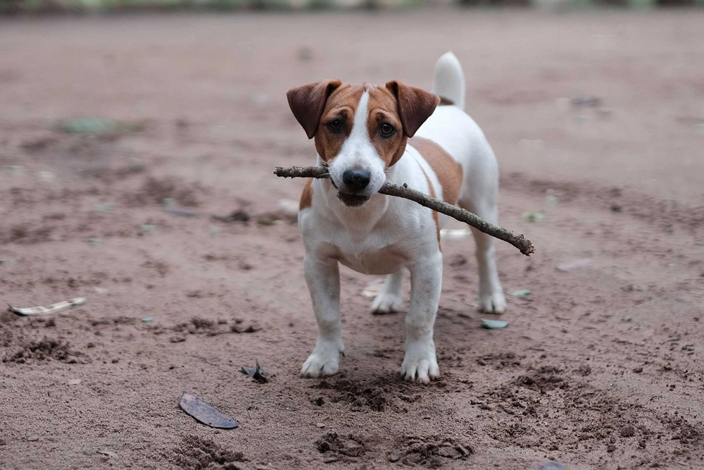 El Jack Russell terrier es la raza con mayor esperanza de vida (12,7 años).
