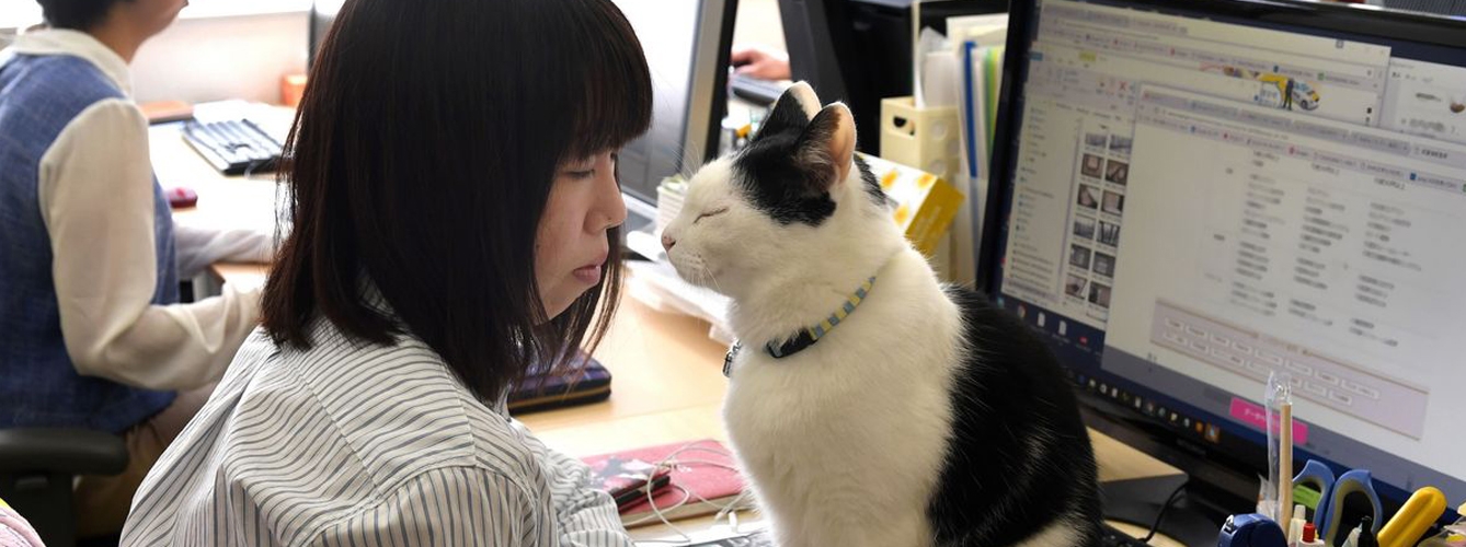 Combaten el estrés conviviendo con gatos en la oficina
