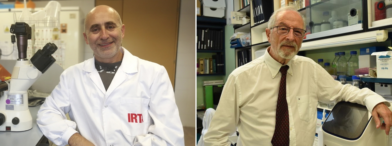 De izda a dcha, Joaquim Segalés, investigador del IRTA-CReSA, y Luis Enjuanes, jefe del laboratorio de Covid-19 en el Centro Superior de Investigaciones Científicas.