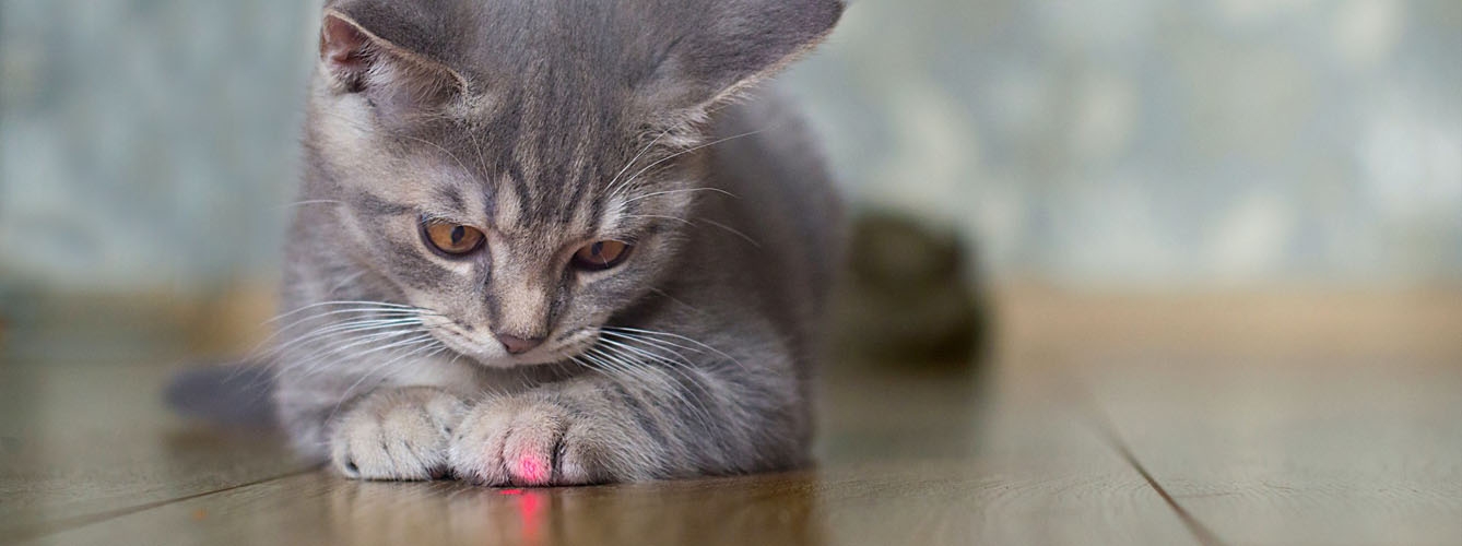 Los gatos jóvenes y de interior son más propensos a desarrollar comportamientos repetitivos anormales al jugar con láseres.
