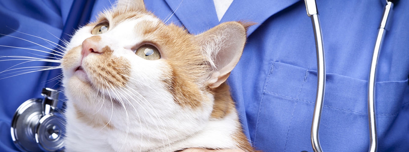 Propietarios de mascotas: ¿se sienten juzgados por su veterinario? 