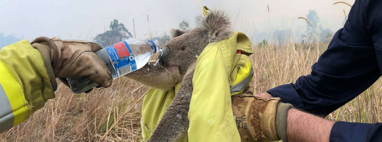 480 millones de animales son víctimas de los incendios en Australia