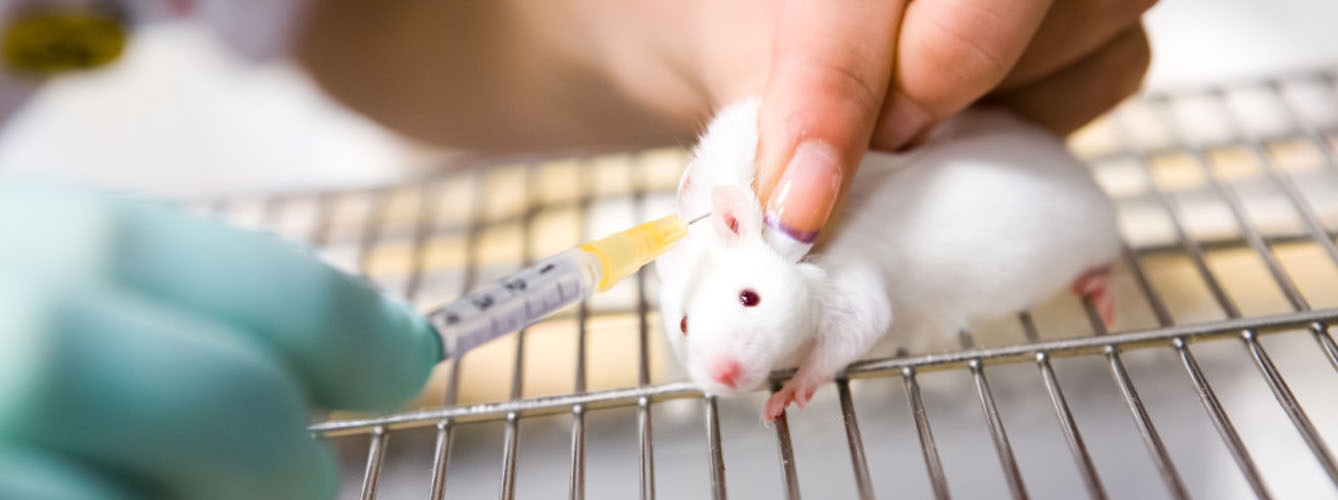 España, pionera en transparencia sobre experimentación con animales