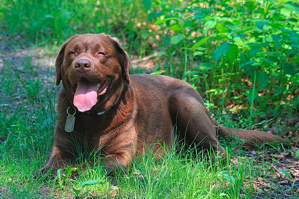 Los Labradores con capa de color chocolate presentan mayor riesgo de sufrir obesidad.