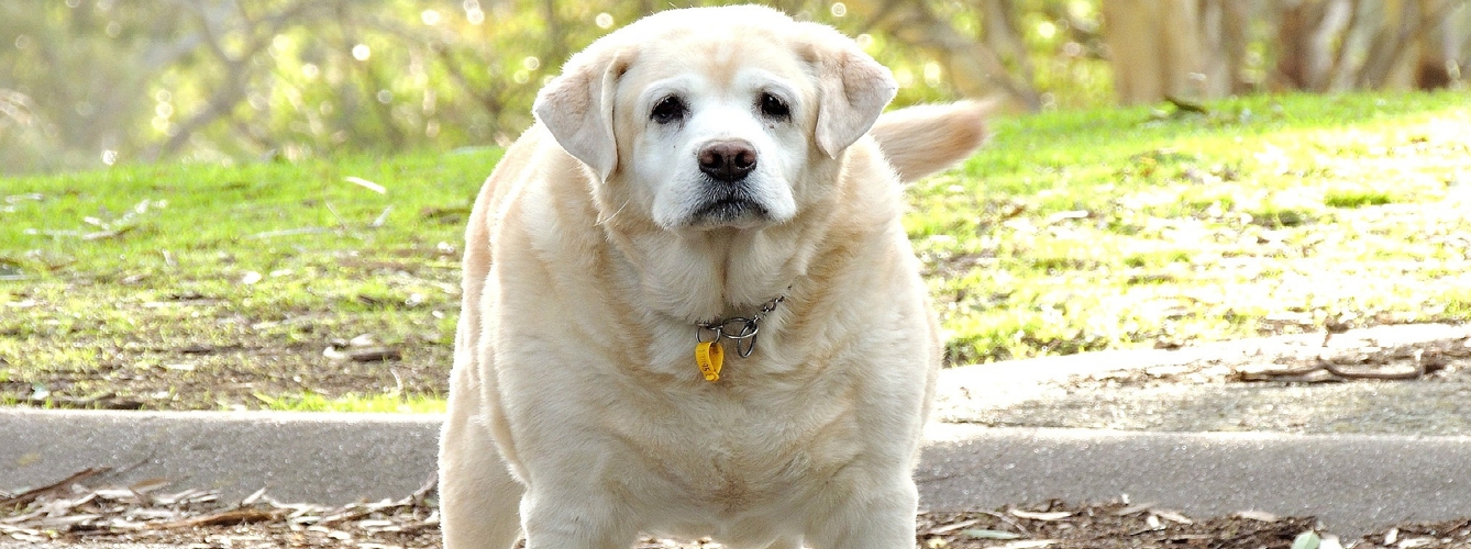 Los labradores son los perros que más han aumentado de peso de media durante el confinamiento. 