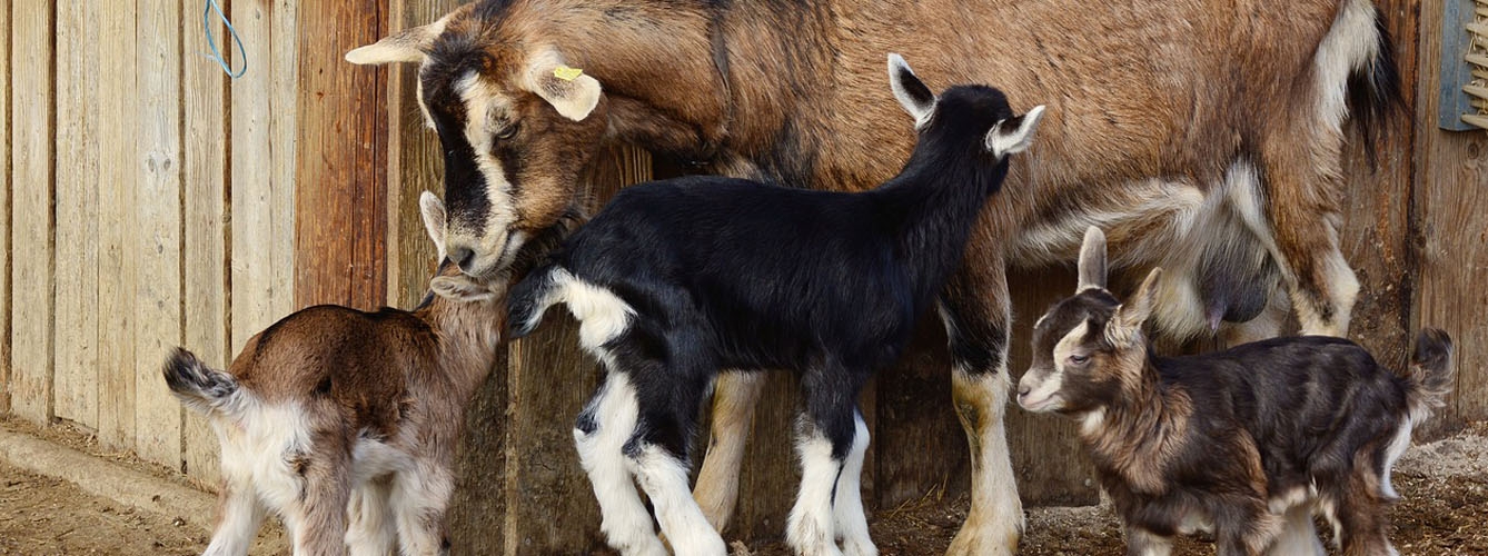 Demuestran que la lactancia artificial beneficia al ganado caprino