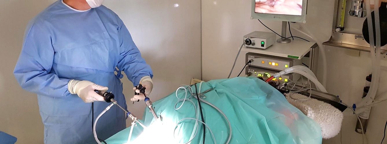 Un veterinario realizando una cirugía mediante laparoscopia.