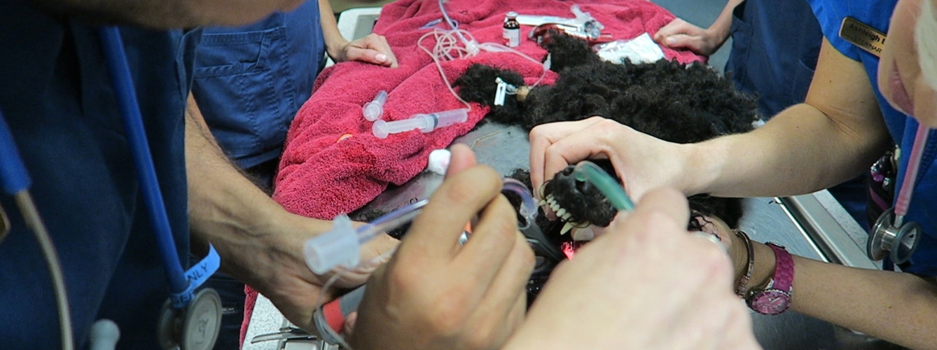 Al perro se le ha efectuado un lavado gástrico y se le ha administrado un tratamiento antibiótico preventivo.