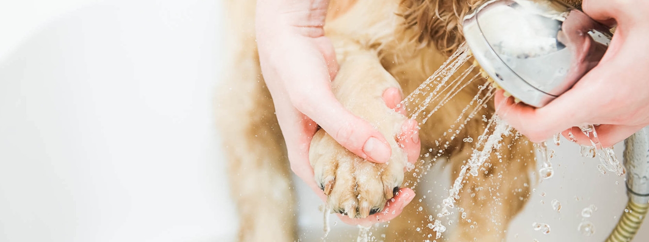 Se recomienda lavar las patas y hocico de los perros con toallitas húmedas, o agua y champú para mascotas, evitando productos irritantes como alcohol o agua con lejía.