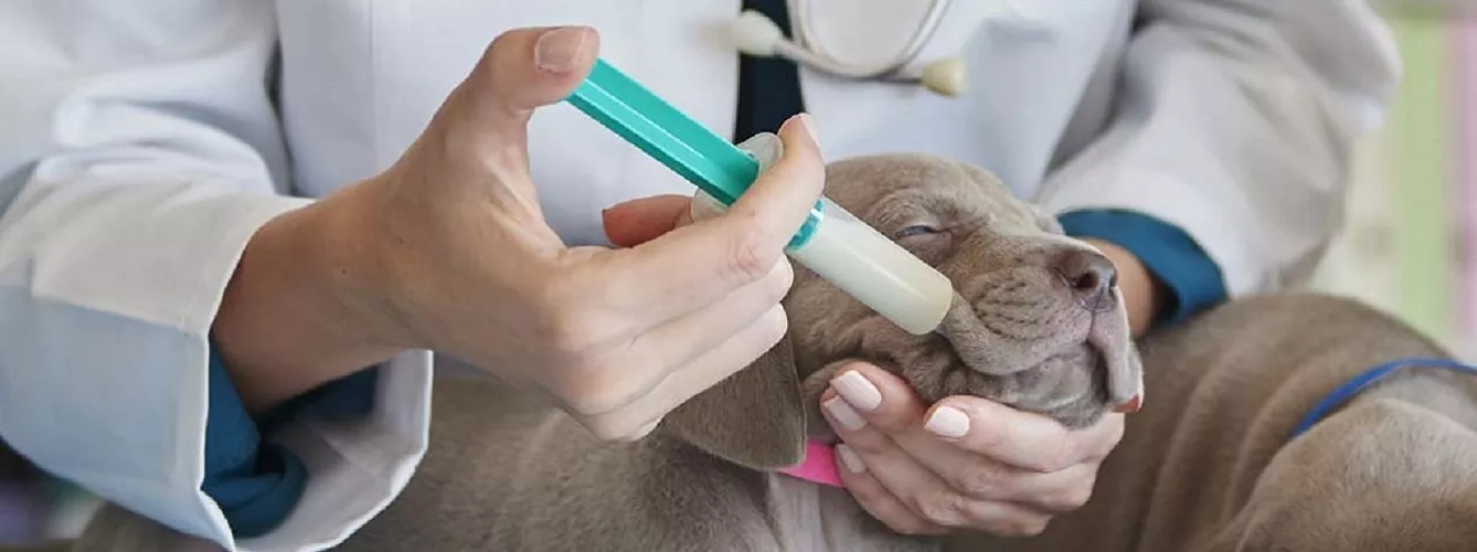 Laxatract es una solución de lactulosa para combatir el estreñimiento en perros y gatos y que se acompaña de una jeringa dosificadora para facilitar su administración.