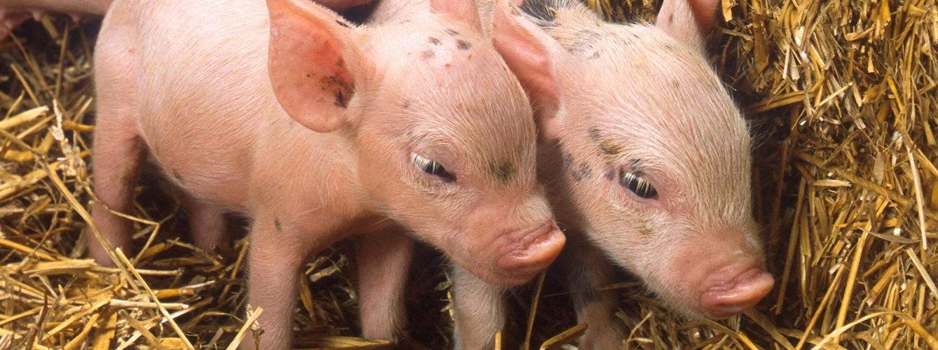 Alteran un gen de los cerdos para que sean inmunes a un virus mortal