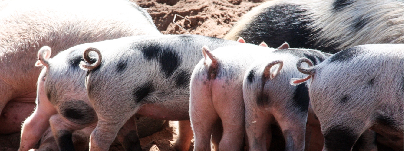 Un millón de ciudadanos europeos contra la mutilación de los cerdos