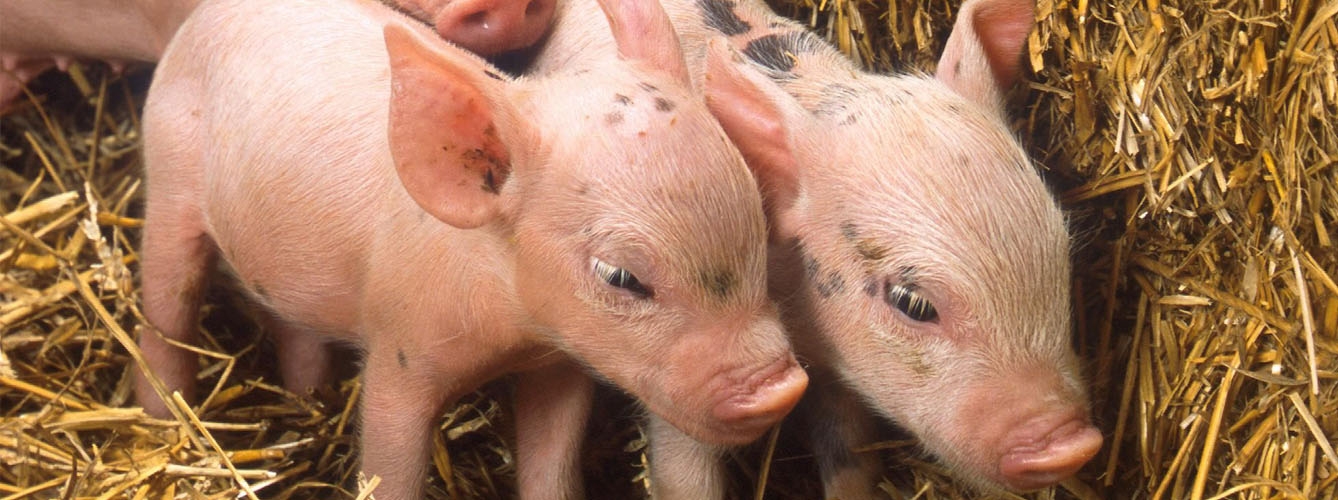Descubren en China un nuevo coronavirus letal para el porcino