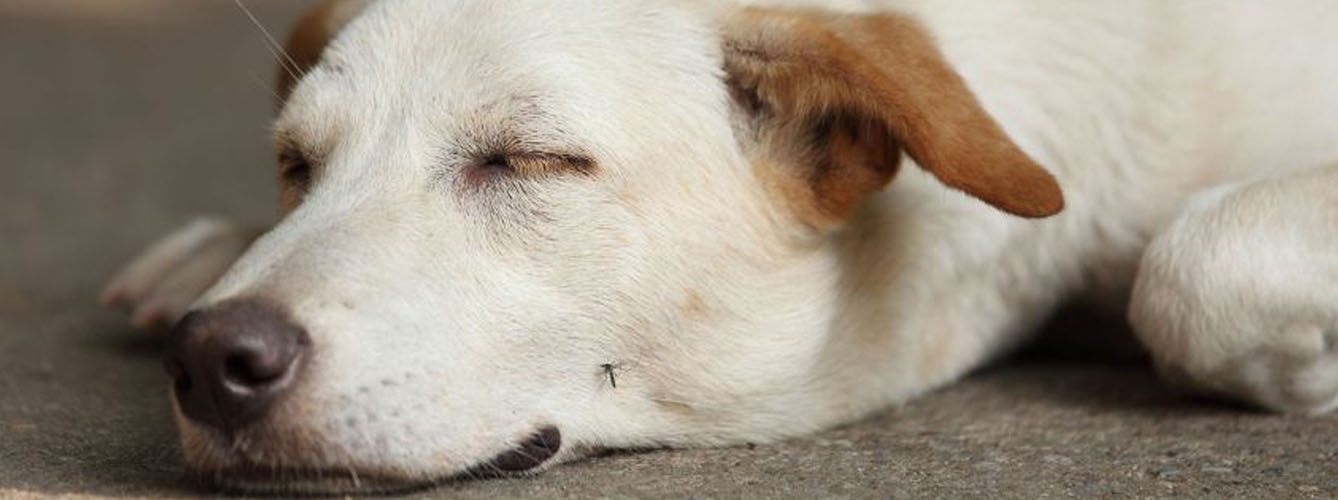 Los expertos alertan sobre los riesgos de la leishmaniosis canina