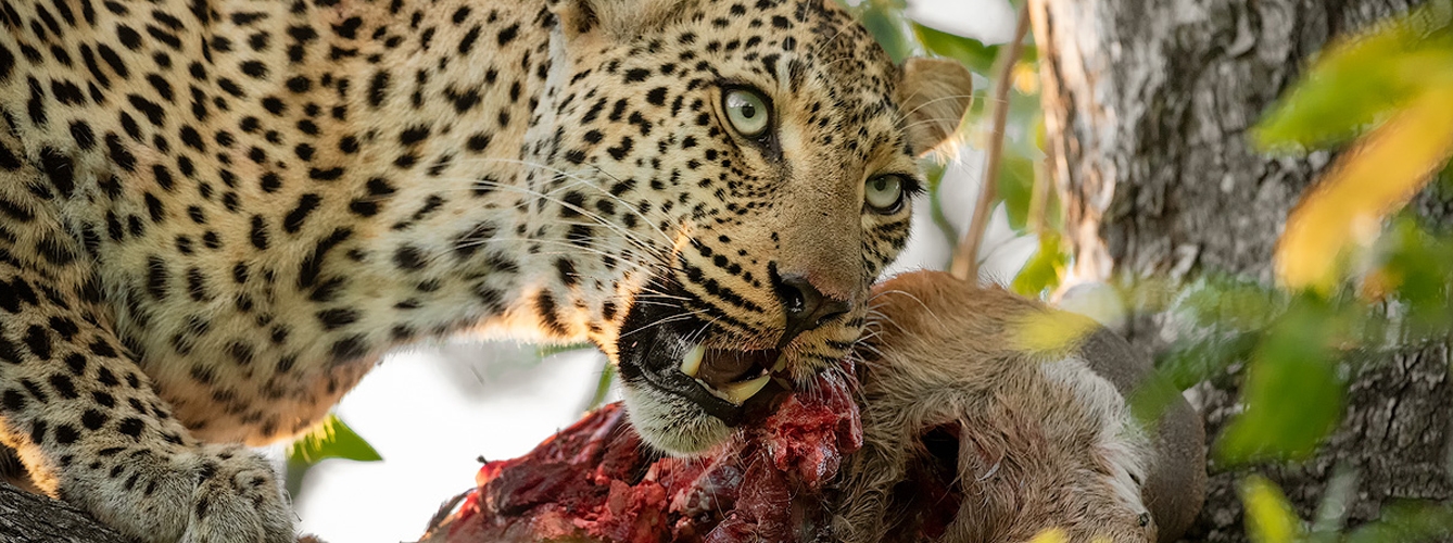Descubren que las dietas animales no han cambiado en millones de años