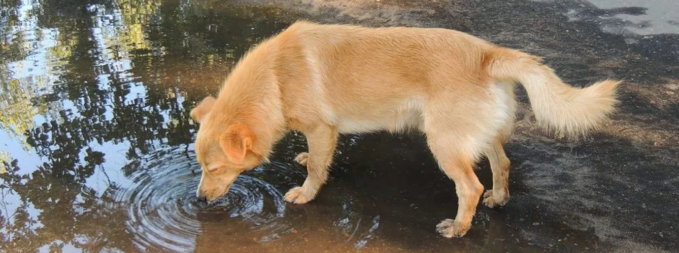 Los charcos de agua, posible foco de infección en el caso de que estén contaminados por la orina de un perro infectado con leptospirosis.