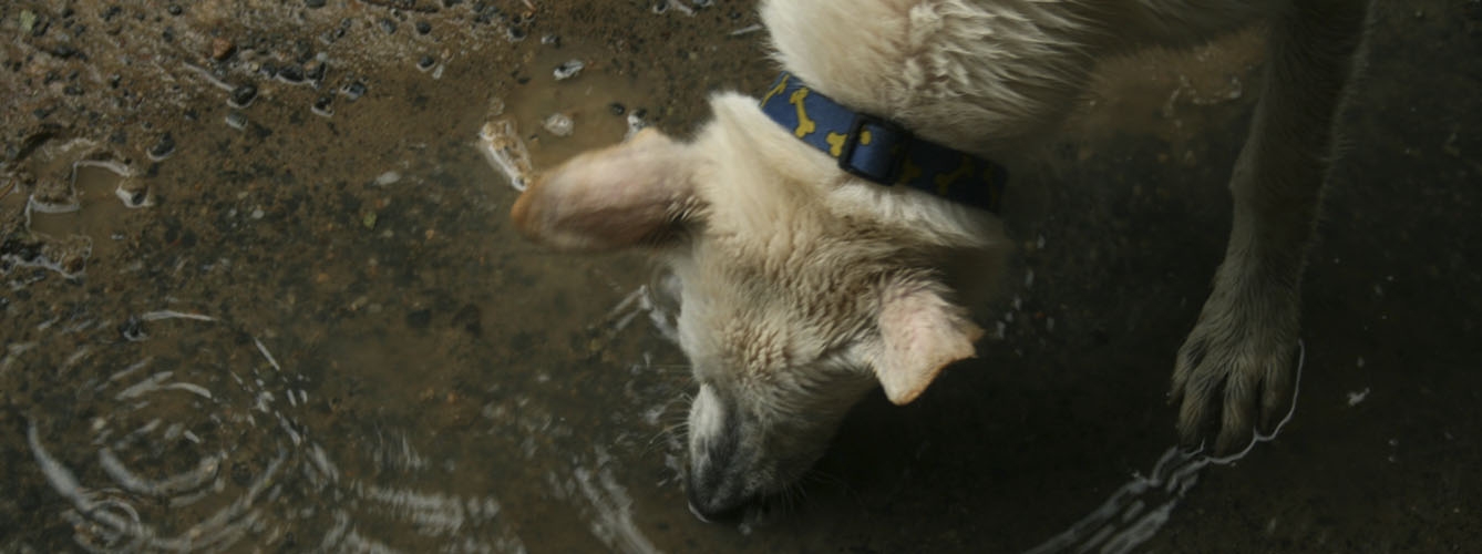 Los charcos de agua, un posible foco de leptospirosis para los perros