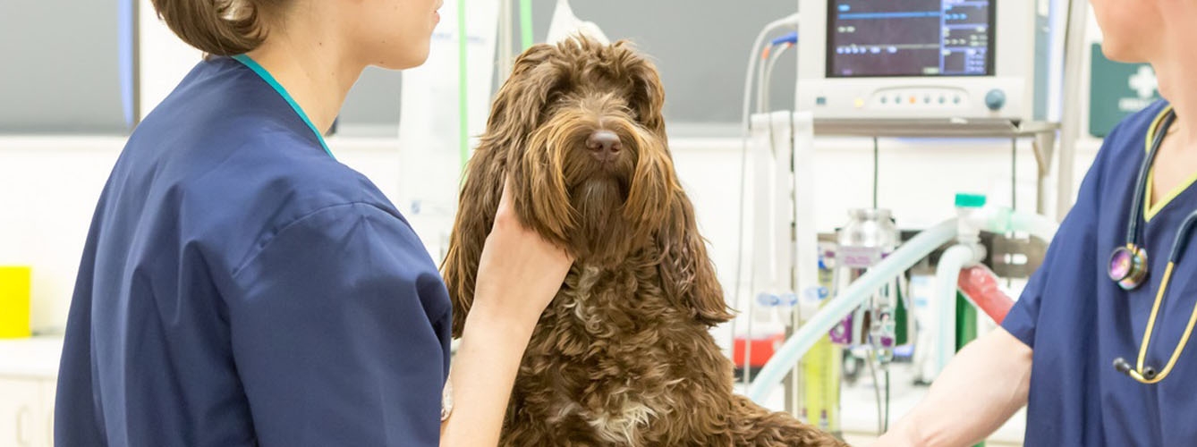 Los veterinarios comienzan la campaña de diagnóstico de Leishmaniosis