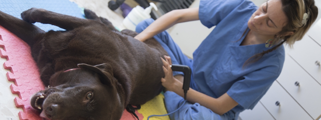 La veterinaria Leticia Estudillo en una sesión de rehabilitación con un paciente canino.