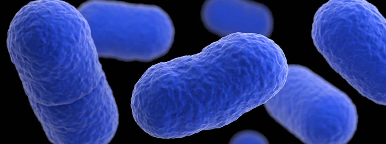 Imagen de la bacteria Listeria monocytogenes 
