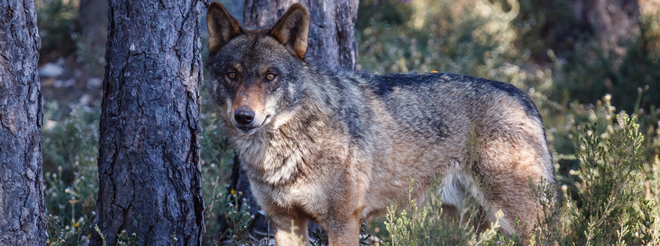 Ejemplar de lobo ibérico, especie de la que han hallado una prevalencia del 16% de Filaroides hirthi.