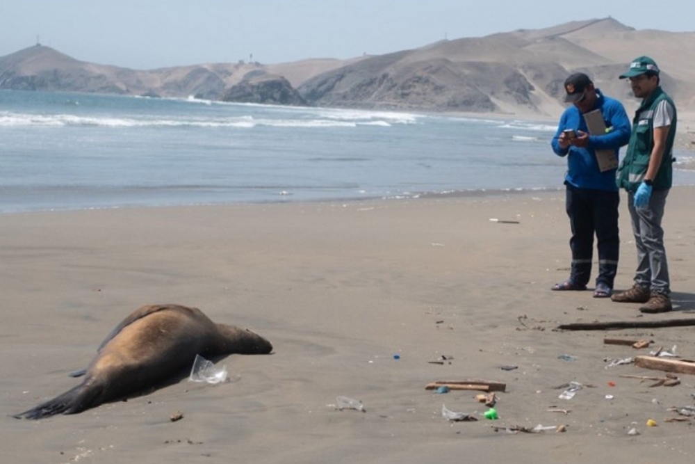 Imagen de un lobo marino varado en Perú.