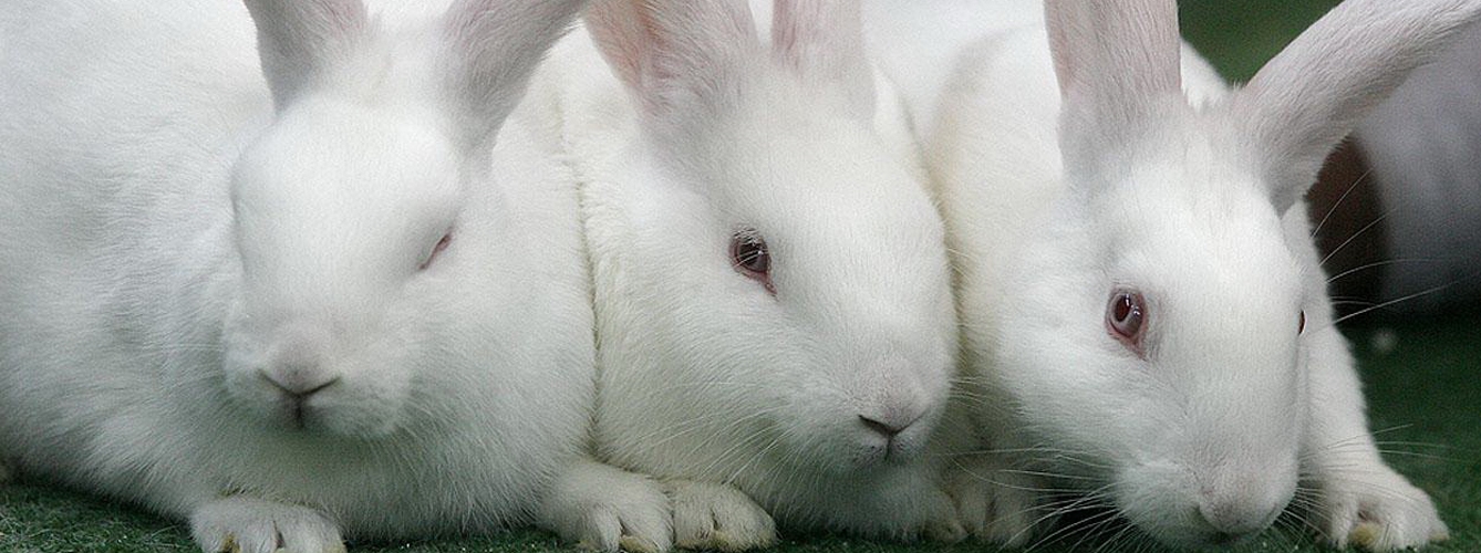 El estudio se ha llevado a cabo en conejos blancos de Nueva Zelanda bajo condiciones de laboratorio.