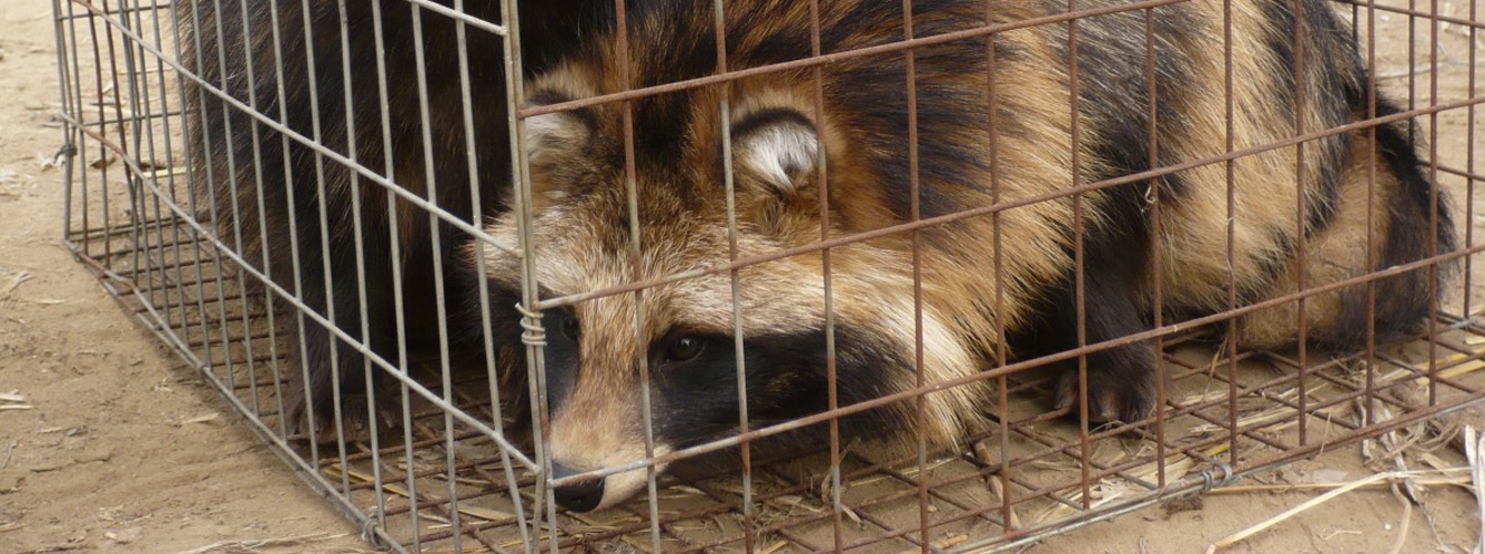 China es el mayor productor mundial de pieles de perro mapache.