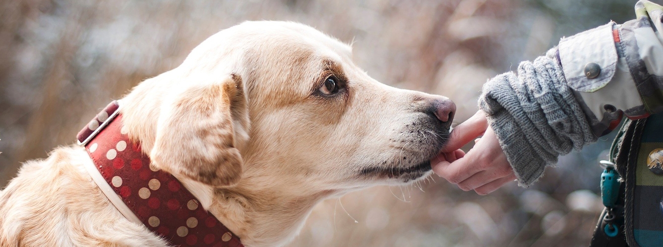 Los perros son capaces de detectar un olor que desprenden los pacientes durante las convulsiones y avisar antes de que se produzca una crisis epiléptica.