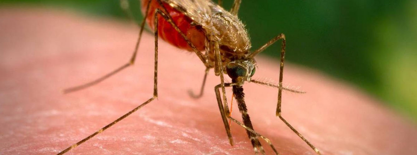 Ejemplar del mosquito Anopheles, portador de la malaria.