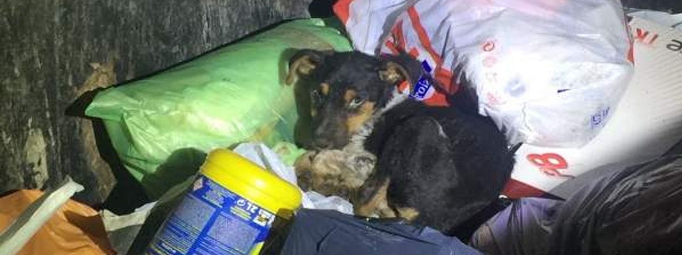 Abandonan a un cachorro de perro en la basura en Lugo