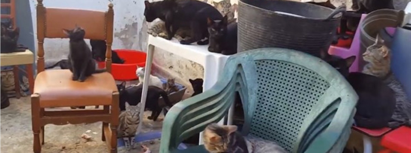 Rescatan a un centenar de gatos que vivían hacinados en una vivienda