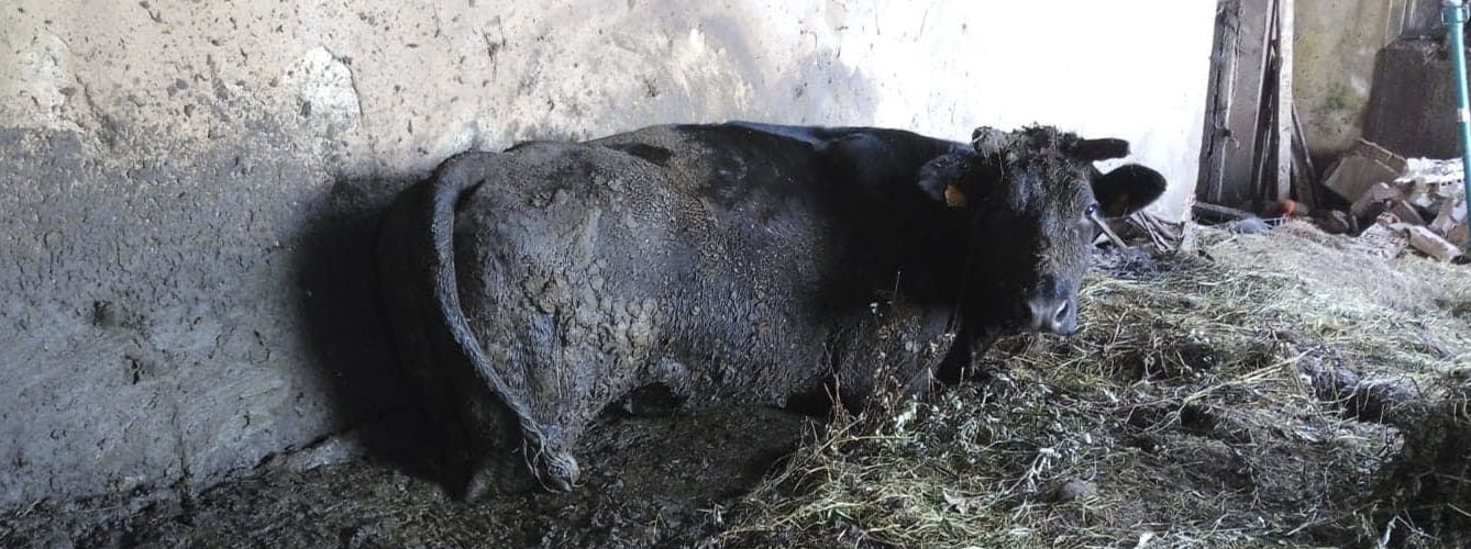 Localizan a 180 animales en estado deplorable en una granja de Asturias