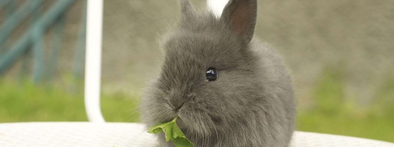 La Policía busca al "asesino en serie" de 100 conejos domésticos