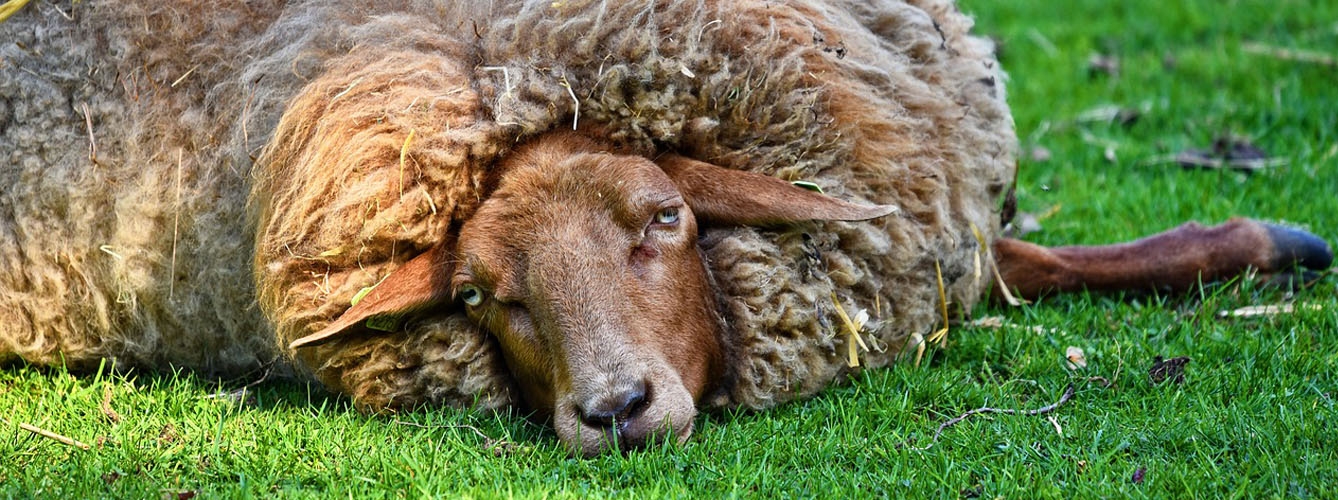 Intervienen un matadero ilegal de ganado ovino
