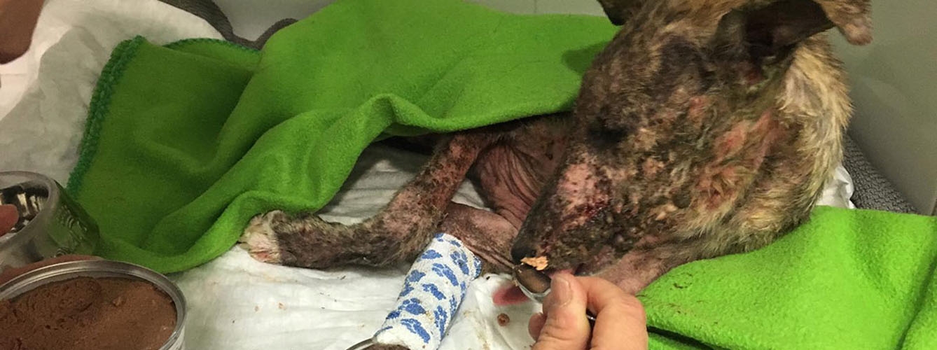 Rescatan a un cachorro de galgo que fue quemado y abandonado