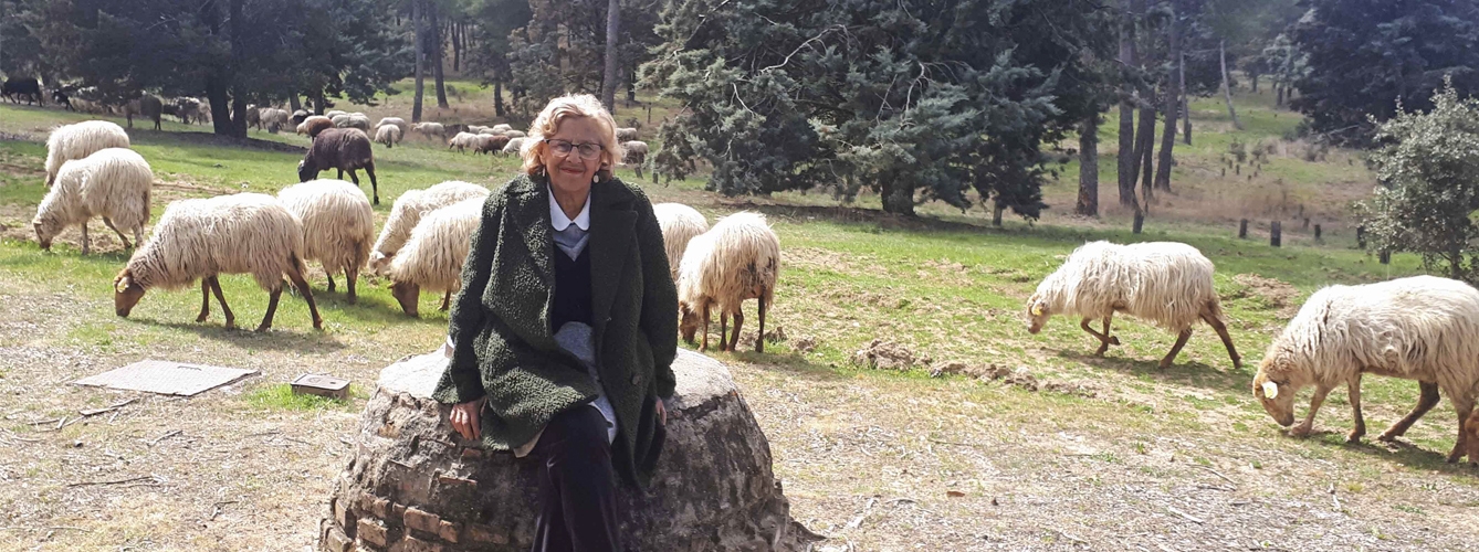 La alcaldesa de Madrid, Manuela Carmena, durante su visita al rebaño ovino de la Casa de Campo.