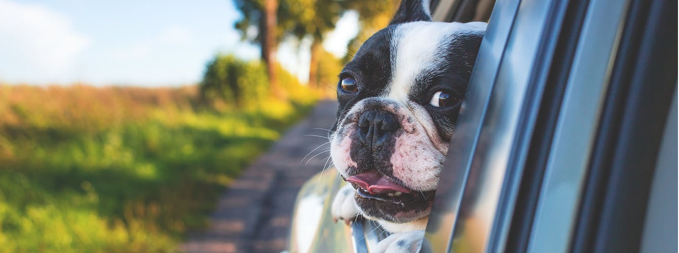Cómo garantizar el bienestar de los perros durante los viajes en coche