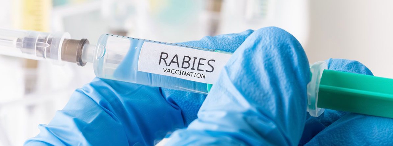 Los veterinarios catalanes también piden la vacuna antirrábica obligatoria