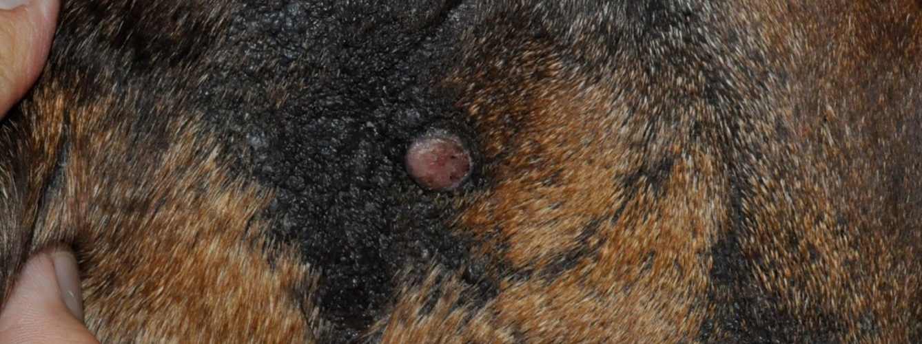 Imagen de un mastocitoma en un perro.