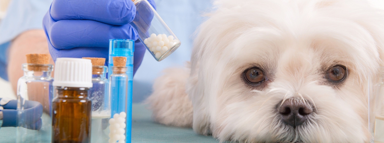 ¿Limitar acceso a medicamentos para evitar el suicidio de veterinarios?