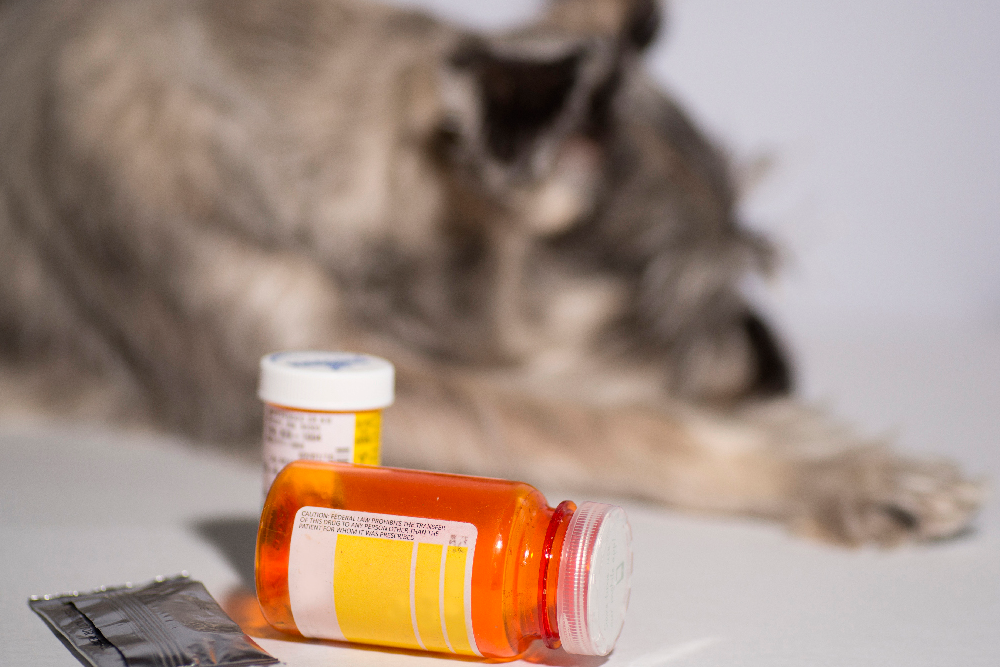 Existe controversia sobre si es posible o no que las prescripciones veterinarias sean remuneradas.