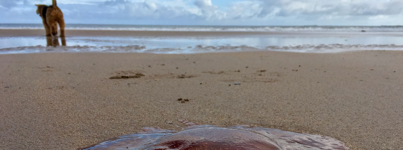 Las picaduras de medusas en perros, un riesgo durante el verano