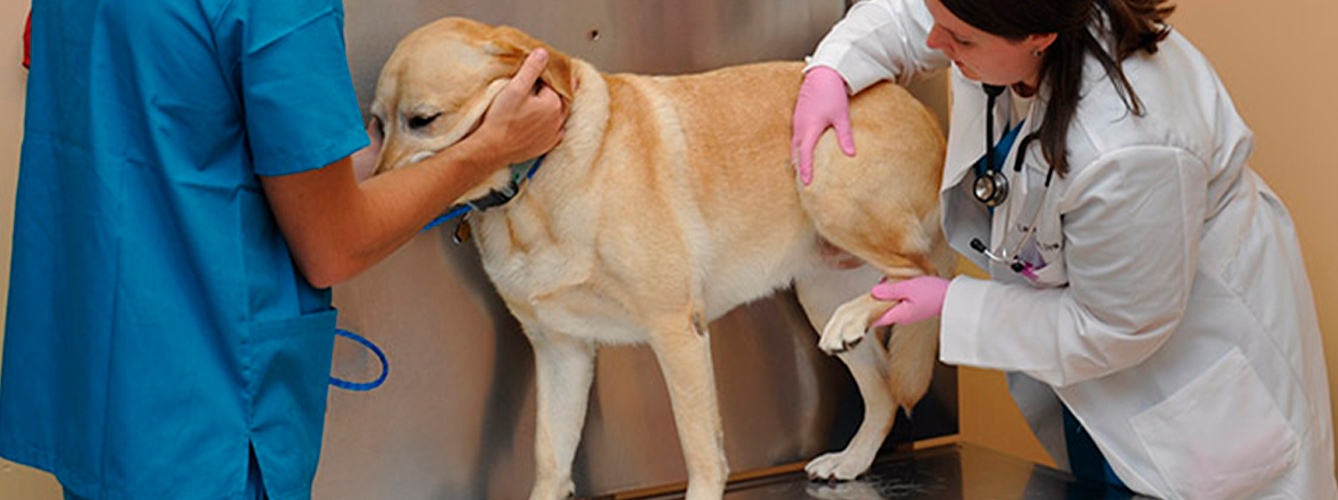 210 veterinarios asistieron al webseminar impulsado por Boehringer Ingelheim sobre patologías articulares en perros.